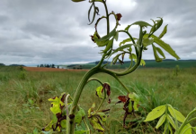 Justiça libera uso do herbicida 2,4-D no Rio Grande do Sul até julgamento de recurso